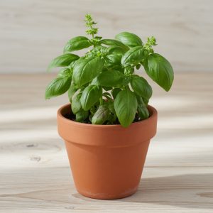 Βασιλικός · Basil plant